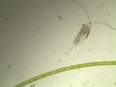 Neocopepoda