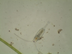 Neocopepoda