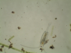 Neocopepoda