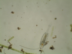 Neocopepoda
