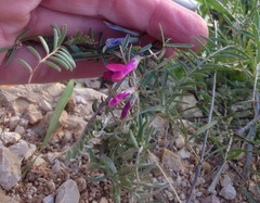 Vicia monantha