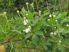 Rubus roribaccus