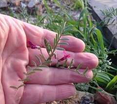 Vicia monantha