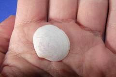 Semele proficua