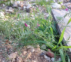Vicia monantha
