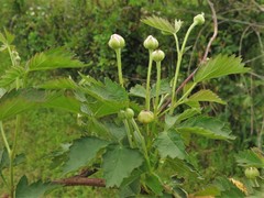 Rubus roribaccus