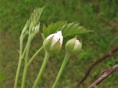 Rubus roribaccus