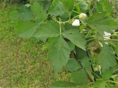 Rubus roribaccus