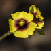 松露花 - Photo 由 Marina Ribeiro 所上傳的 (c) Marina Ribeiro，保留部份權利CC BY-NC