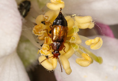 Eusphalerum semicoleoptratum