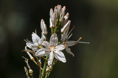 Asphodelus serotinus