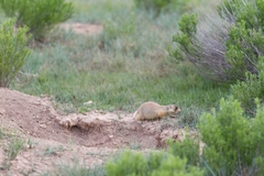 Cynomys parvidens