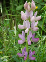 Lupinus hispanicus