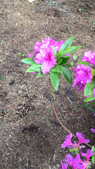 Rhododendron × hybridum