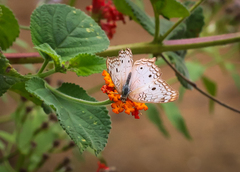 Anartia jatrophae