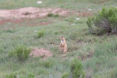 Cynomys parvidens