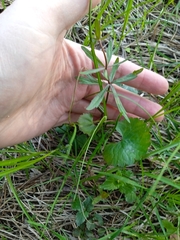 Ranunculus cassubicus