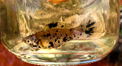 Poecilia mexicana