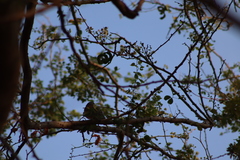 Turdus rufopalliatus