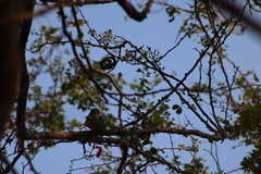 Turdus rufopalliatus