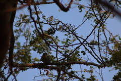 Turdus rufopalliatus
