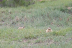 Cynomys parvidens