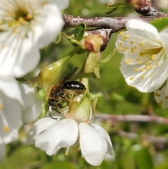 Andrena dunningi