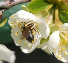 Andrena dunningi