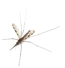 Anopheles annulipes