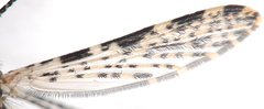 Anopheles annulipes