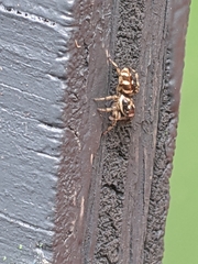 Salticus scenicus