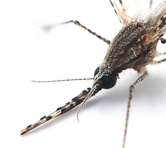 Anopheles annulipes