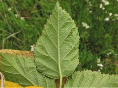 Rubus roribaccus