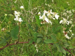 Rubus roribaccus