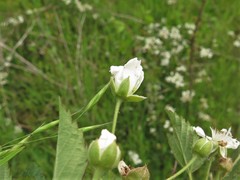 Rubus roribaccus