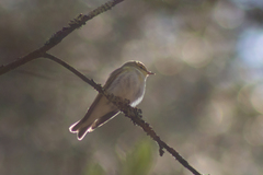 Phylloscopus sibilatrix