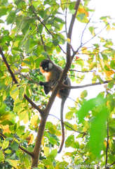 Cercopithecus ascanius schmidti