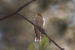 Phylloscopus sibilatrix