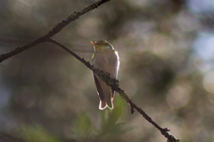 Phylloscopus sibilatrix