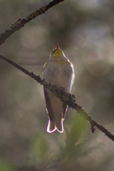 Phylloscopus sibilatrix