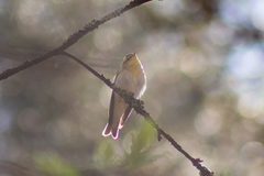 Phylloscopus sibilatrix