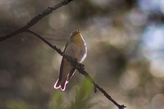 Phylloscopus sibilatrix