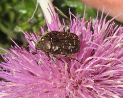 Euphoria sepulcralis