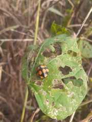 Botanochara decempustulata