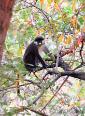 Cercopithecus ascanius schmidti