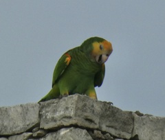 Amazona barbadensis