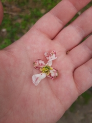 Elsinoe corni