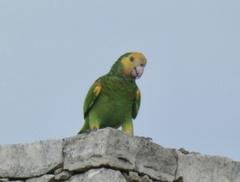 Amazona barbadensis