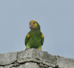 Amazona barbadensis