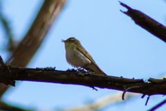 Phylloscopus